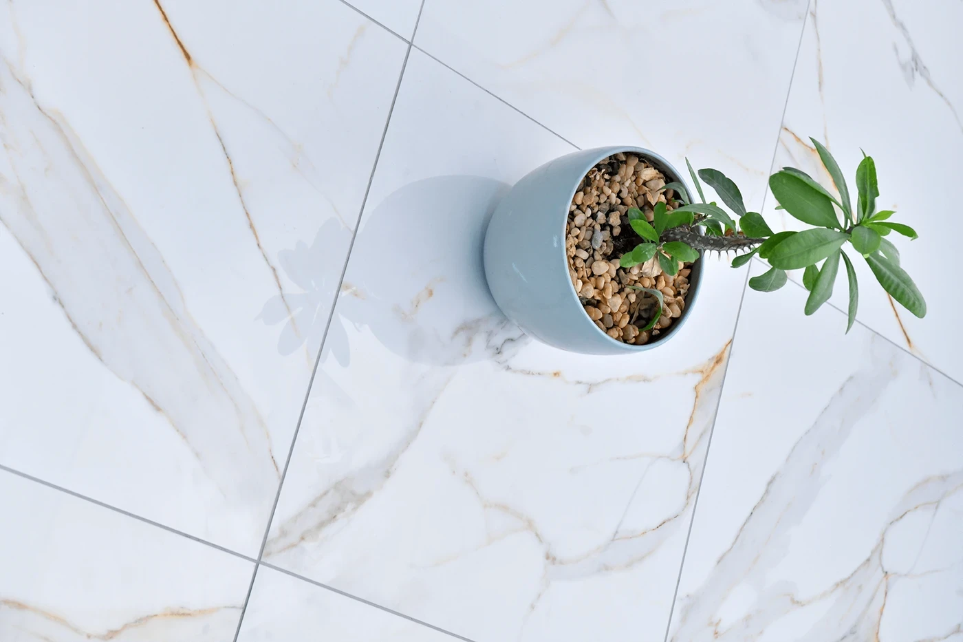 Carrara Gold 80 × 80 cm — Porcelain tile
